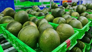 Fresh 100% Maturity Green Skin Pomelo fresco de buena calidad - Product Image 3