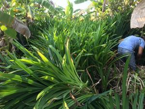 Feuilles de pandan séchées - Product Image 6