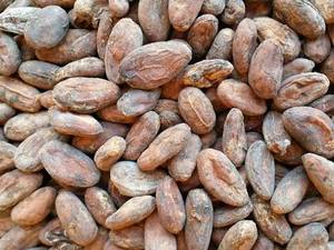 Granos de Cacao Alemanes de Marca Propia de Alta Calidad, 100% Naturales, 2 Años de Vida Útil, Almacenamiento en Frío y Seco, Disponibles para la Venta - Product Image 2