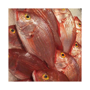 Pescado pargo rojo congelado de alta calidad, listo para venta al por mayor a distribuidores y minoristas - Product Image 1