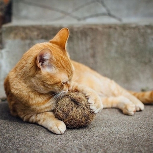 Coco Husk Ball/ Coconut Fiber Ball Toy VietNam avec taille personnalisée - Product Image 2