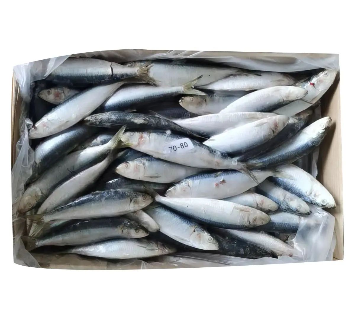Wholesale Natural 70-80Pcs Frozen Seafood Fish Fishing Sardine Fish For Bait