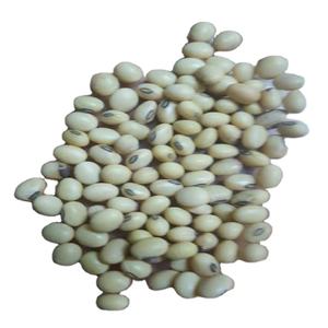 Semilla de soja de calidad superior de India - Product Image 1