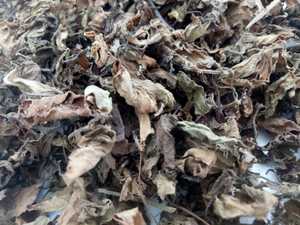 Hot Price For Natural Dry Black <b>Grass</b> Jelly Leaf To Make THACH SUONG SAO, THACH DEN For Milk Tea Topping, Raw Black Jelly <b>Grass</b> - Product Image 6