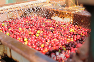 Norme de l'UE grains de café vert Arabica du Vietnam de haute qualité, triés sur le volet, en vrac, disponibles en gros - Product Image 5