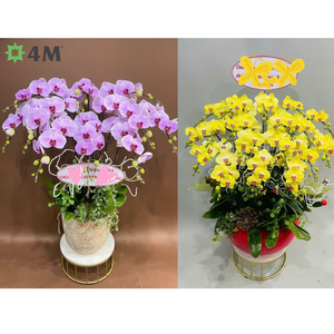 Orquídeas híbridas Phalaenopsis cortadas frescas de alta calidad, flores frescas decorativas de Vietnam - Product Image 5