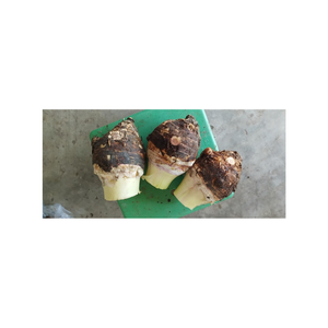 Iqf taro balls แช่แข็ง3x3ซม. บรรจุในกล่อง10กก. อายุการเก็บรักษา24เดือนเหมาะและสะดวกสำหรับครอบครัว - Product Image 6