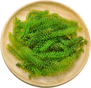 หม้อไอน้ำจากเวียดนาม - Product Image 3