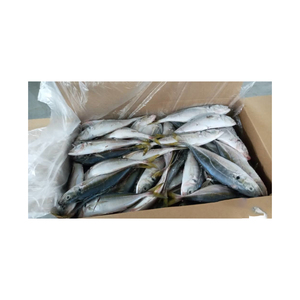 Poisson Barracuda congelé proposé à prix réduit pour les marchés de gros et d'exportation - Product Image 4
