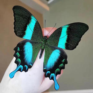 Especímenes de Mariposas Naturales de Alta Fidelidad al por Mayor, Grado de Investigación para Dueños de Mascotas - Product Image 1