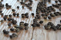Hete Verkoop Blauwe Lotus 2025 Gedroogde Papaja Zaden Superfood Reiniger Verbeteren Spijsvertering Detox Systeem Stimuleren Energie Te Behouden Gezond Lichaam