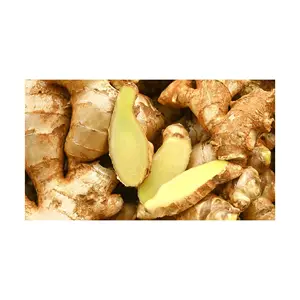 Wholesale High Quality Fresh Ginger Supplier/Fresh ginger price per kg air dried ginger for export