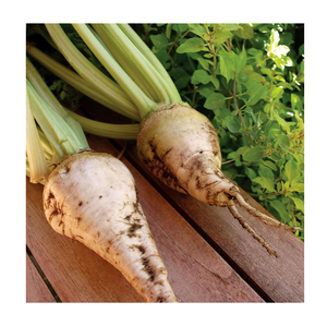 Remolacha de azúcar fresca a la venta-Directo de la granja al cliente - Product Image 2