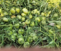Graines hybrides de tomate RIDA F1