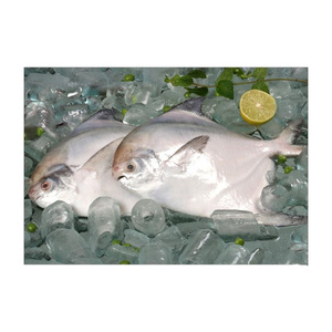 Pescado mantecoso congelado, procesado con cuidado, listo para compras de gran volumen - Product Image 2