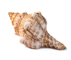 Vente en gros de coquillages naturels polis bio (nacre) de forme naturelle, bruts, pour la décoration de mariage et de la maison, fournitures artisanales - Product Image 3