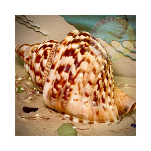 Coquilles d'escargot de trompette en vrac pour l'artisanat et les décorations | Naturel et écologique - Product Image 2