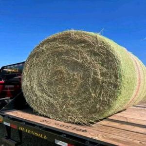 Heno de Alfalfa y Timothy Verde de Primera Calidad en Pacas, Alimento para Ganado, Suministro Global para Granjas, Alimento para Ganado, Vida Útil de 24 Meses - Product Image 1