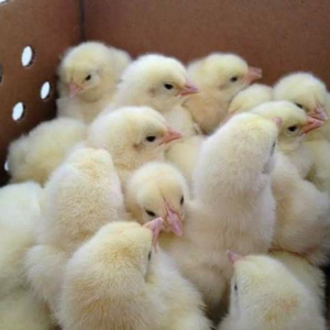 Suministros para Criaderos: Huevos Frescos de Gallina Ross para Pollitos de un Día, 6 Meses de Vida Útil, Londres, Reino Unido - Product Image 4