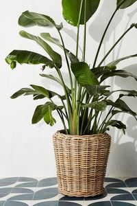 Hand Woven <b>Rattan</b> Large <b>Laundry</b> <b>Basket</b> Sea Grass <b>Basket</b> Pots <b>Basket</b> Seagrass Flower Pot with Handle Hand Woven Indoor - Product Image 6