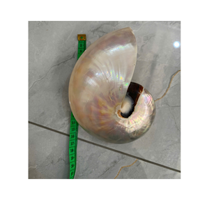 Suministro mayorista de conchas marinas Nautilus pulidas de conchas decorativas naturales de Vietnam para joyería artesanal - Product Image 3
