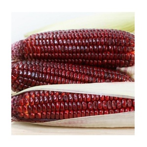 Maíz Rojo Orgánico Natural de Calidad de Exportación Estándar a Precio de Mayoreo - Product Image 6