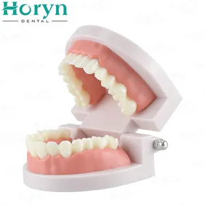 Factory Wholesale 28 Teeth Model Practical False Dental Tooth Model For Teaching Demonstration