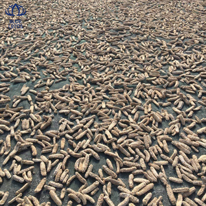 Pepino de mar seco, Holothuria Scabra de Vietnam, gran oferta, 2023 - Product Image 5