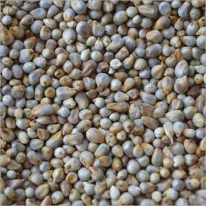 Grano de Mijo de Alta Pureza, Calidad Premium, Grado Alimenticio, Empaque a Granel Disponible para Distribución Mayorista Mundial en Venta - Product Image 1