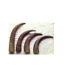 Rouleaux et embouts de corne pour bouton poignée brosse couteau porte coin conseils pour l'exportation embouts en corne de buffle naturel meilleure vente - Product Image 1
