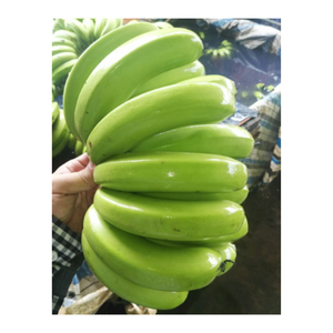 Emballé avec des bananes en gros de saveur: Meilleurs prix garantis Meilleur prix Cavendish Banana Farm-Bananes fraîches, - Product Image 5