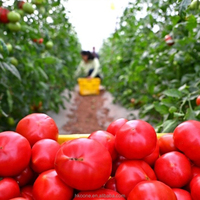 Serre commerciale pour tomates, serre à film monocouche pour projets d'agriculture de légumes au Mexique