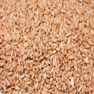 Parfait comme produit de première classe, 2022-blé dur biologique - Product Image 1