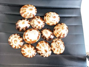 Gran venta, precio más barato, Murex Operculum Shell Limpet, artesanía para decoración del océano de Vietnam - Product Image 4