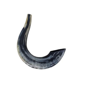 Shofar de Cuerno de Carnero en Venta, Shofar de Cuerno de Oveja Natural para Fines Específicos, Tamaño Personalizado, Shofar Kosher Pulido, Cuerno de Kudú de Israel - Product Image 4