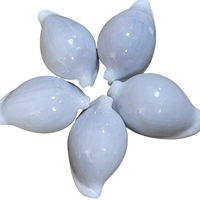 Coquillages de cauris blancs, coquillages de cauris œuf pour la décoration intérieure DIY, technique de polissage