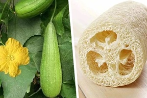 Wholesale Natural Luffa <b>Sponges</b> Body Brushes for Physical Skin <b>Exfoliation</b> Private Label Available Product of Thailand - Product Image 4