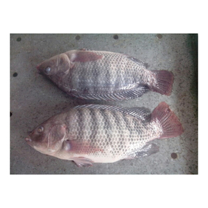 Pescado de Tilapia entero congelado, calidad premium de exportación, criado en granja y ultracongelado - Product Image 1