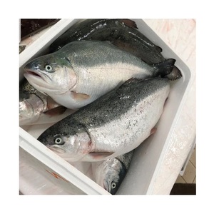 Salmón del Atlántico Fresco/Congelado de Primera Calidad en Venta al Precio Mayorista Más Bajo - Product Image 6