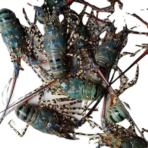 Aragosta fresca e congelata di frutti di mare, aragosta congelata, code di aragosta surgelata aragoste fresche canadesi - Product Image 4