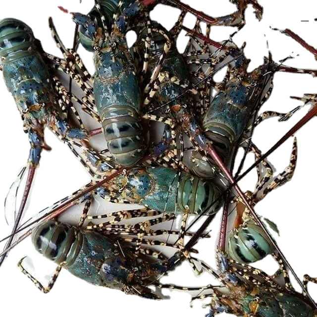 Seafood Fresh and Frozen Lobster, Frozen Lobster, Frozen Lobster Tails Fresh Lobsters Canadian