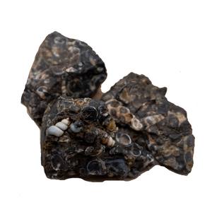 Turtella naturelle de haute qualité. Pierre brute Minéraux de roche brute pour la guérison naturelle Cristal Grossiste de pierres précieuses brutes - Product Image 4