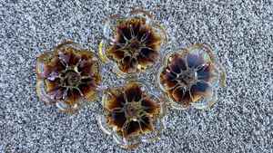 Handcrafted <b>Epoxy</b> Resin Drink Coaster Smooth Quality Surface Bohemian Style Eco-Friendly for Premium Home Table Decor Wholesale - Product Image 2