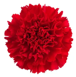 Huile essentielle pure riche en antioxydants d'œillet bio Vente en gros en vrac de qualité supérieure pour les soins de la peau et le bien-être en aromathérapie - Product Image 1
