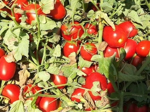 Graines de tomates hybrides Moon Star Super Star F1 - Durée de conservation de 2 ans - Product Image 2