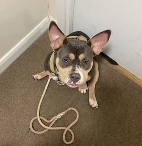 Dog <b>Leash</b>, Hands-free Dog <b>Leash</b>, Multifunctional Dog <b>Leash</b>, Crossbody <b>Leash</b> - Product Image 2