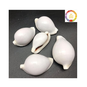 Vente en gros de coquillages cauris blanc naturel idéal pour la fabrication de bijoux et la décoration de fêtes à la plage - Product Image 2