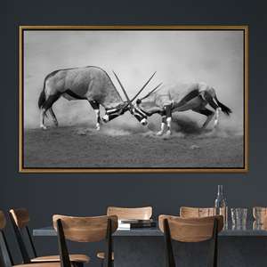 Monochrome African Wildlife: Oryx Antelope Fight Canvas Print,GOLD <b>FRAMED</b> CANVAS - Product Image 1