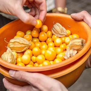 Exportación de bayas doradas secas de alta calidad de proveedores vietnamitas - Product Image 1