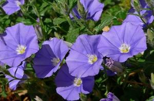 Vente flash : Complément alimentaire naturel Shankhpushpi à base de plantes pour la santé du cerveau, le soutien du système nerveux, l'amélioration de la concentration, disponible à la vente - Product Image 3